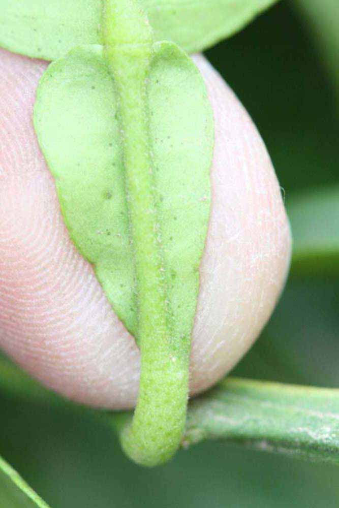              Petiole (Riverside, CA)       